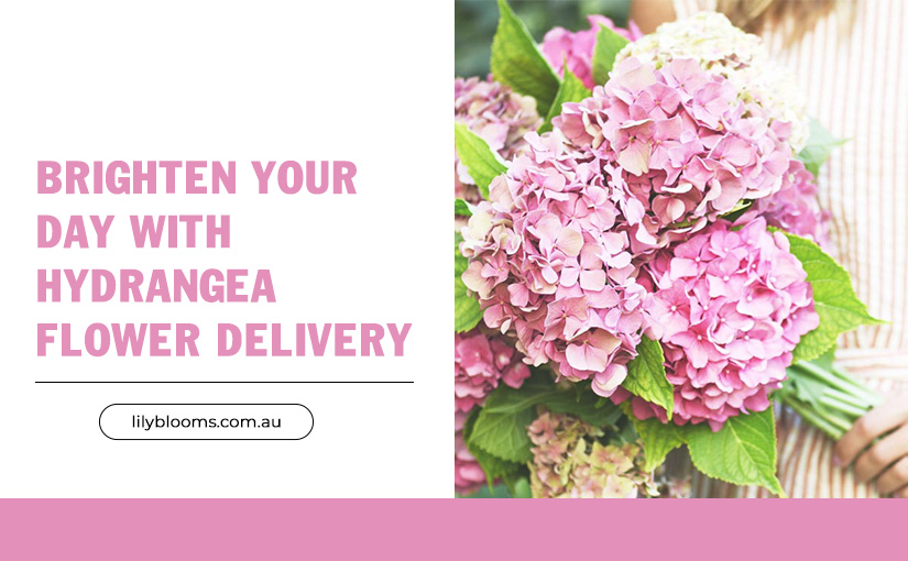 1-Hour Hydrangea Flower Delivery: Brighten Your Day with Fresh Blooms!