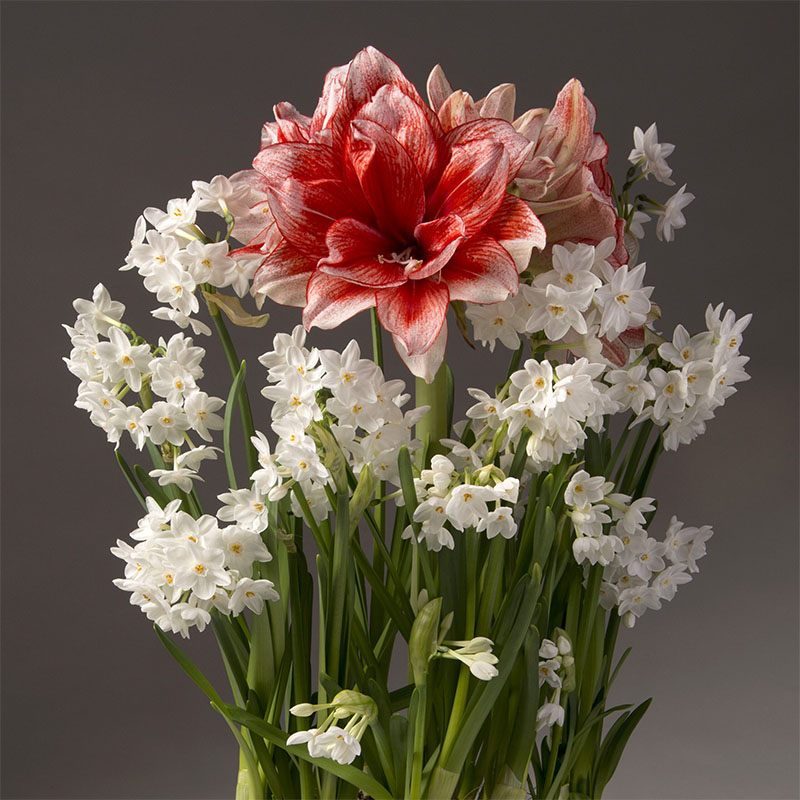 Elegant Amaryllis flowers in striking colors