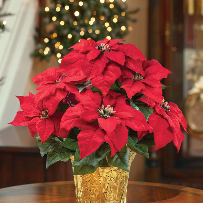 Bright red Poinsettias in festive arrangement